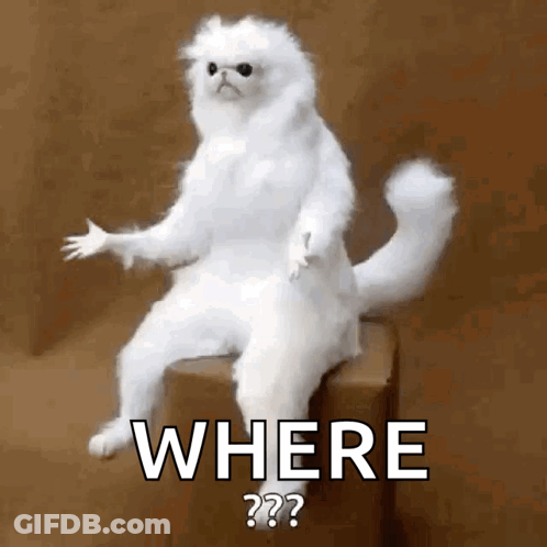 A White Cat Is Sitting On A Box With The Words Where Written On It . GIF
