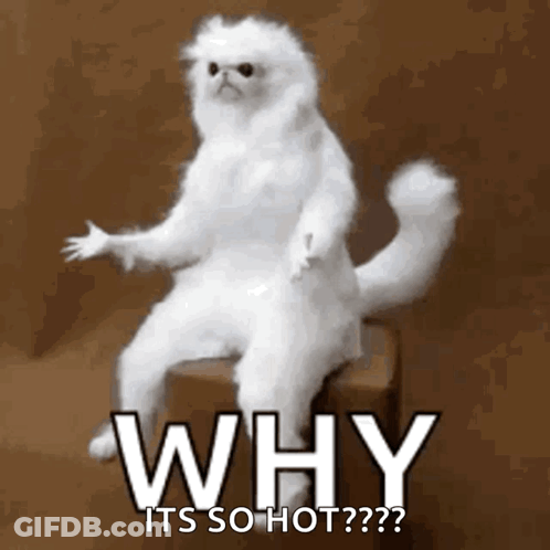 A White Cat Is Sitting On A Box With The Words Why Its So Hot Written Below It GIF