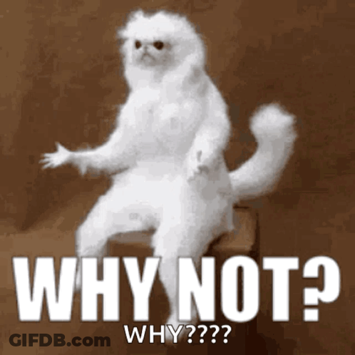 A White Cat Is Sitting On A Box With The Words " Why Not " Written On It GIF