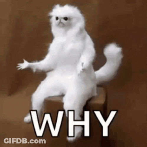 A White Cat Is Sitting On A Box With The Words `` Why '' Written Below It . GIF