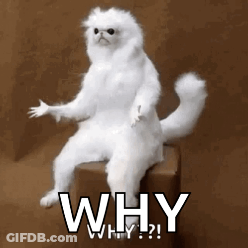 A White Cat Is Sitting On A Box With The Words " Why " Written On It GIF