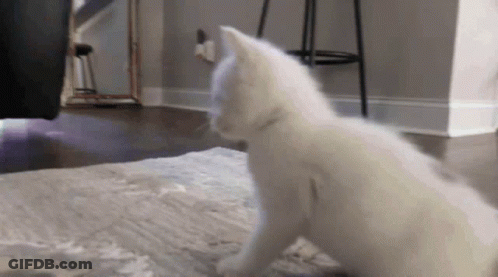 A White Cat Is Sitting On A Carpet In A Living Room . GIF