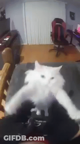 A White Cat Is Sitting On A Couch In A Living Room With A Chair In The Background . GIF