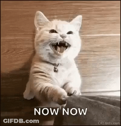 A White Cat Is Sitting On A Couch With Its Mouth Open And The Words `` Now Now '' Written Next To It . GIF