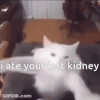 A White Cat Is Sitting On A Couch With The Words I Ate Your Left Kidney Written On It . GIF
