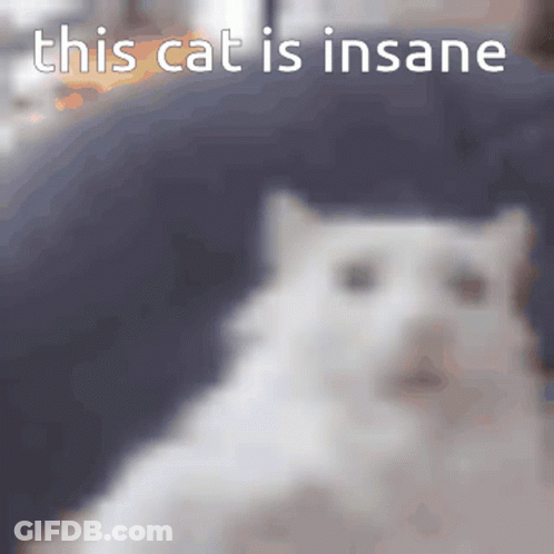A White Cat Is Sitting On A Couch With The Words This Cat Is Insane Above It GIF