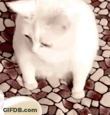 A White Cat Is Sitting On A Mosaic Tile Floor Next To A Cup . GIF
