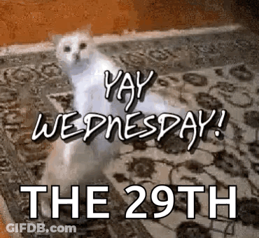 A White Cat Is Sitting On A Rug With The Words `` Yay Wednesday ! The 29Th '' . GIF