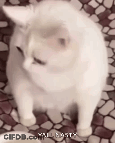 A White Cat Is Sitting On A Tiled Floor And Looking At The Camera With The Words Yall Nasty Above It . GIF