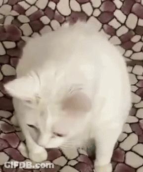 A White Cat Is Sitting On A Tiled Floor Licking Its Paw . GIF