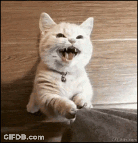 A White Cat Is Sitting On A Wooden Floor With Its Mouth Wide Open . GIF