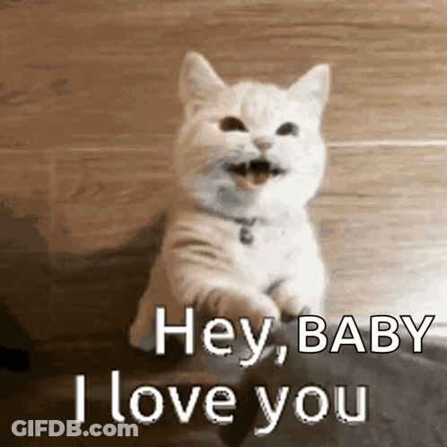 A White Cat Is Sitting On The Floor With Its Mouth Open And Says Hey Baby I Love You . GIF