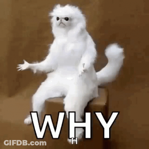 A White Cat Is Sitting On Top Of A Box With The Words `` Why '' Written On It . GIF