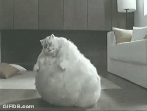 A White Cat Is Sitting On Top Of A White Couch In A Living Room GIF