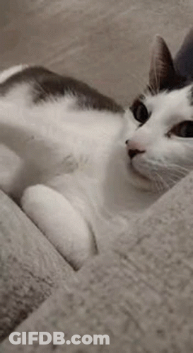 A White Cat Is Sleeping On A Couch . GIF