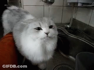 A White Cat Is Standing In Front Of A Sink With Water Coming Out Of The Faucet . GIF