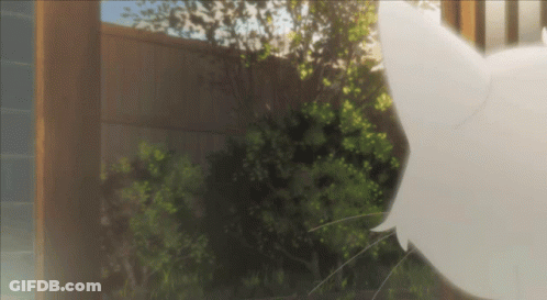 A White Cat Is Standing In Front Of A Wooden Fence And Trees GIF