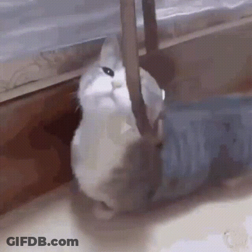 A White Cat Is Standing Next To A Blue Bottle On The Floor . GIF