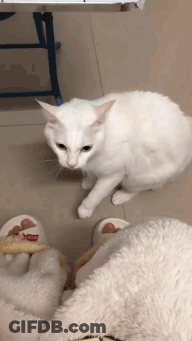 A White Cat Is Standing Next To A Pair Of Slippers That Say Hello GIF