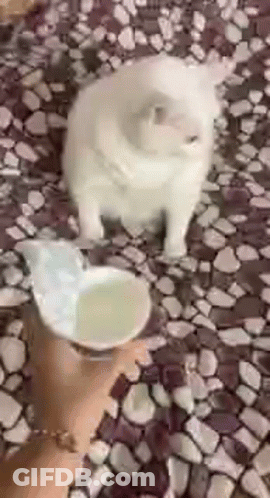 A White Cat Is Standing Next To A Person Holding A Bowl Of Water . GIF