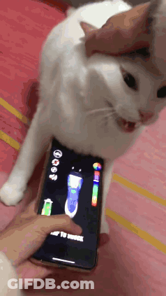 A White Cat Is Standing Next To A Person Holding A Cell Phone With A Flashlight On The Screen GIF