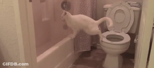A White Cat Is Standing Next To A Toilet In A Bathroom GIF