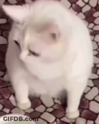 A White Cat Is Standing On A Tiled Floor And Looking At The Camera GIF