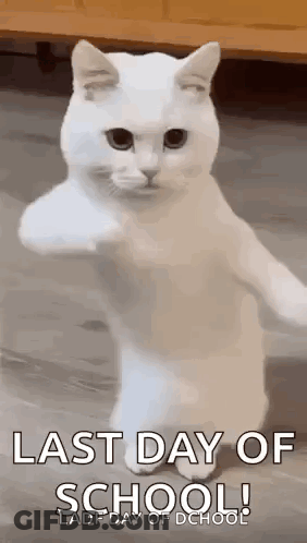 A White Cat Is Standing On Its Hind Legs And Giving A Thumbs Up . GIF