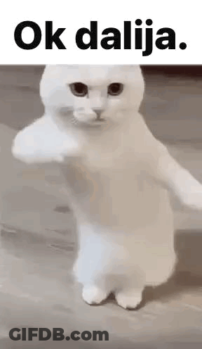 A White Cat Is Standing On Its Hind Legs And Pointing At Something . GIF