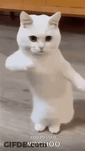 A White Cat Is Standing On Its Hind Legs And Pointing At The Camera . GIF