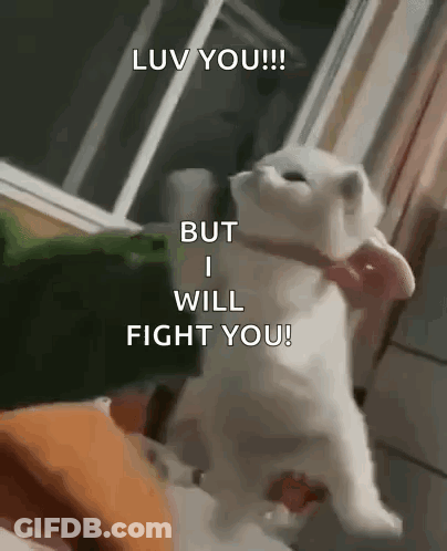 A White Cat Is Standing On Its Hind Legs And Says " Luv You But I Will Fight You " . GIF