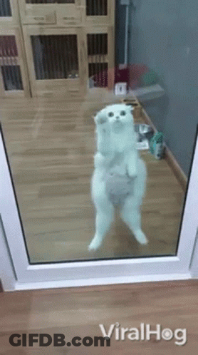 A White Cat Is Standing On Its Hind Legs In Front Of A Glass Door . GIF