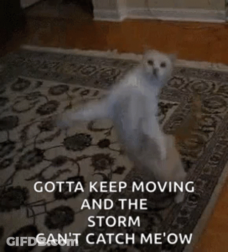 A White Cat Is Standing On Its Hind Legs On A Rug In A Living Room . GIF
