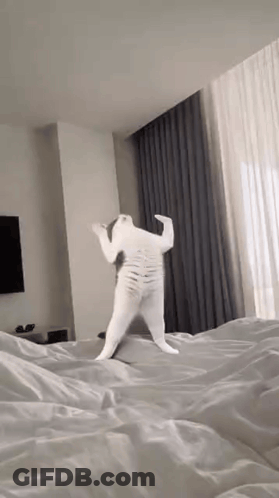 A White Cat Is Standing On Its Hind Legs On Top Of A Bed . GIF