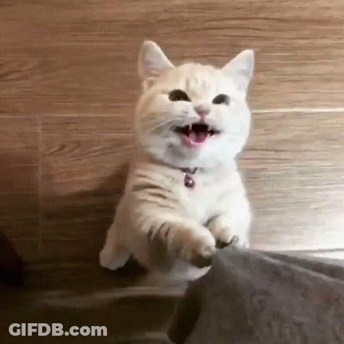 A White Cat Is Standing On Its Hind Legs With Its Mouth Open GIF