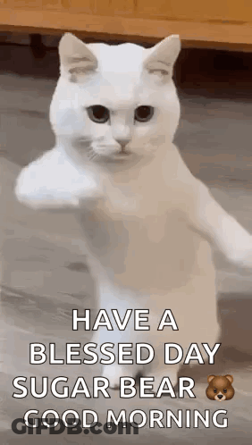 A White Cat Is Standing On Its Hind Legs With Its Paw In The Air And Says `` Have A Blessed Day Sugar Bear Good Morning GIF