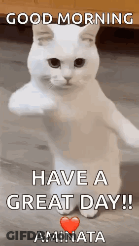 A White Cat Is Standing On Its Hind Legs With Its Paw Up And Says `` Good Morning Have A Great Day ! '' GIF