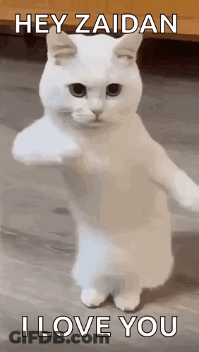 A White Cat Is Standing On Its Hind Legs With Its Paws Outstretched And Says `` Hey Zaidan I Love You '' . GIF