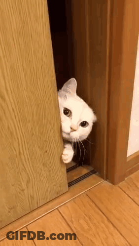 A White Cat Is Sticking Its Head Out Of A Wooden Door . GIF