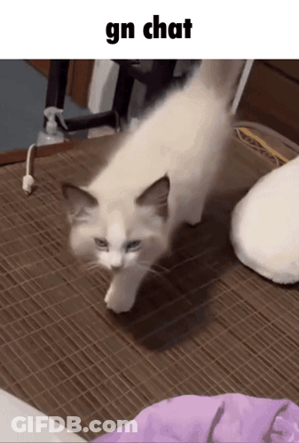 A White Cat Is Walking On A Bamboo Mat With The Words Gn Chat Below It GIF
