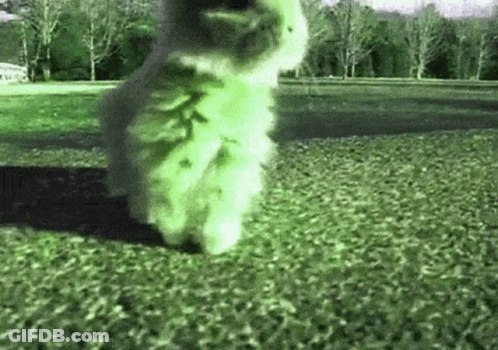 A White Cat Is Walking On A Grassy Field . GIF