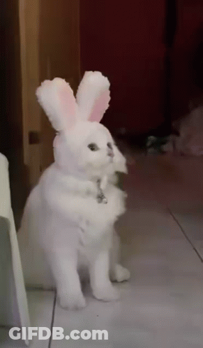 A White Cat Is Wearing Bunny Ears On Its Head GIF
