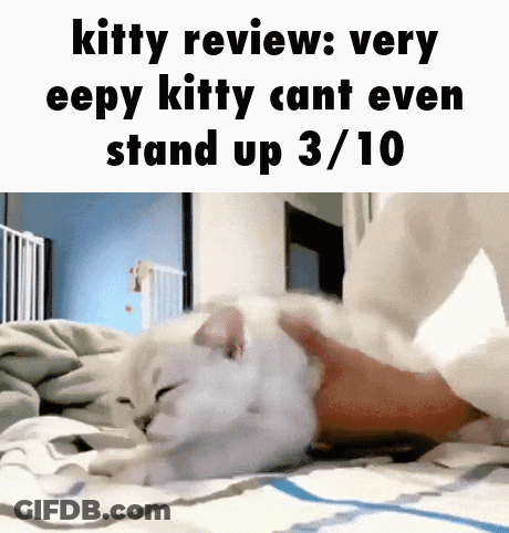 A White Cat Laying On A Bed With A Caption That Says Kitty Review Very Eepy Kitty Cant Even Stand Up 3 10 GIF