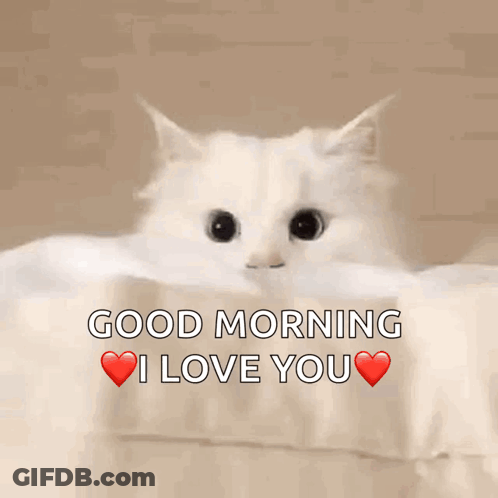A White Cat Laying On A Bed With The Words " Good Morning I Love You " Above It GIF