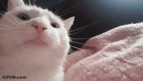 A White Cat Laying On A Pink Blanket Looking Up At The Camera GIF