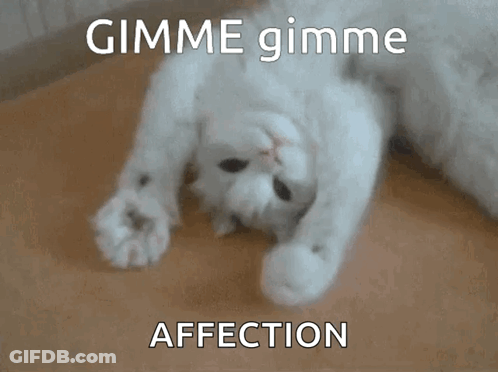 A White Cat Laying On Its Back With The Words Gimme Gimme Affection Written Above It GIF