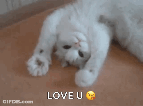 A White Cat Laying On Its Back With The Words Love U Written Above It GIF