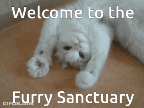 A White Cat Laying On Its Back With The Words Welcome To The Furry Sanctuary GIF