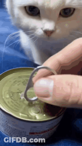 A White Cat Looking At A Person Opening A Can Of Cat Food GIF