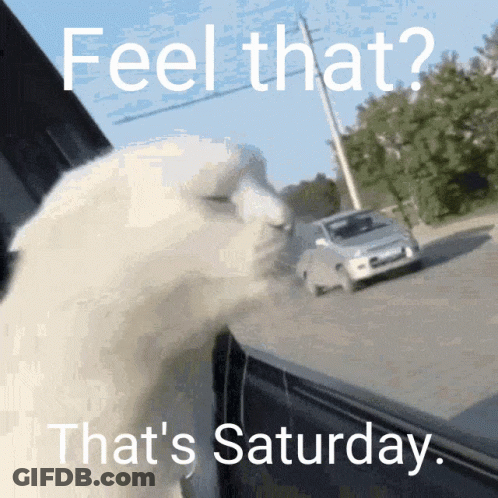 A White Cat Looking Out A Car Window With The Words Feel That That 'S Saturday GIF